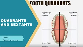 Quadrants and Sextants in Primary and Permanent Dentition [upl. by Ater]