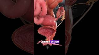 Bladder Stones what you need to knowdoctormedicalhealth shortsytshortsshortvideo [upl. by Eldnar]