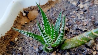 Haworthia propagation by leaves 15 years update [upl. by Filmore424]