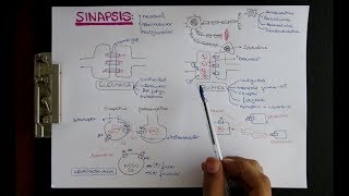 SINAPSIS ELECTRICA Y QUIMICA  NEUROTRANSMISORES [upl. by Atsirhcal390]