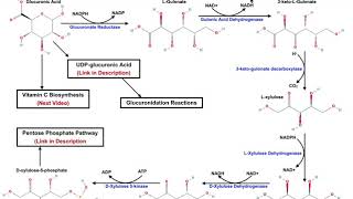 Catabolism of Glucuronic Acid to Xylulose5Phosphate Pentose Phosphate Pathway [upl. by Kenweigh]