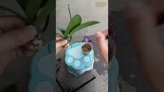 How amazing to grow orchids propagate plant fast and easy 4488 [upl. by Silverstein]