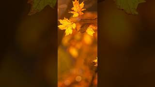 Vivaldi  Autumn Sonbahar II Adagio molto 🍁🍂🧡💛 [upl. by Brandenburg]