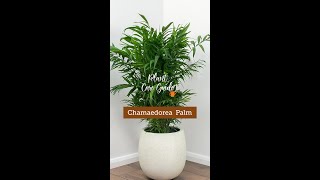 Plant Care Guide  Chamaedorea Palm Plant [upl. by Heer]