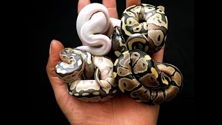 Unboxing NACS City Python Regius feeding clutch ball python leucistique [upl. by Frederica]