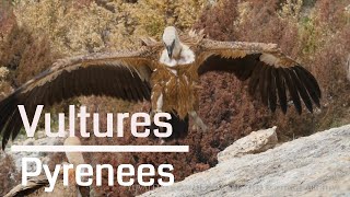 Vultures in Pyrenees  Spain 4K [upl. by Iorgo]