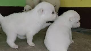 INDIAN SPITZ DOG PUPPY PLAYING [upl. by Ovida]