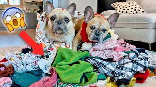 French Bulldogs EMBARRASSING Admission Its Laundry Day [upl. by Trebron574]