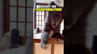 Most INSANE Dog Transformations Ever [upl. by Wichern611]