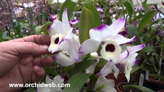 OrchidWeb  Dendrobium Nobile Orchid Hybrid [upl. by Danforth651]