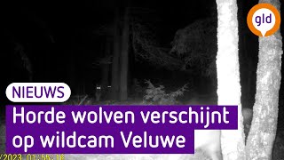 Bijzondere beelden vanaf de NoordVeluwe horde wolven op wildcam [upl. by Yttocs993]