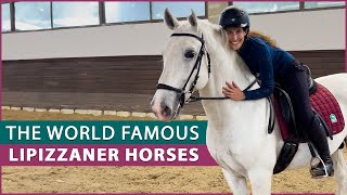 Riding the Lipizzaner Horse at the Lipica Stud Farm [upl. by Leuams]