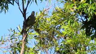 Satin bowerbird  female  hear it and see lilac eye [upl. by Hgielyak891]