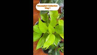 Houseplant Collection Vlog 1 plants indoorplants collection [upl. by Ahsiad377]