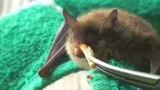 How to get bats out of your house [upl. by Ban]