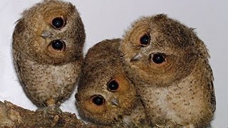 Nette und lustige Eulen und Owlets Compilation 2014 [upl. by Cilurzo273]