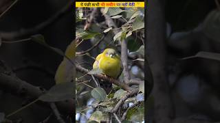 Yellow footed green pigeon 😨 birds animals shorts [upl. by Camp]