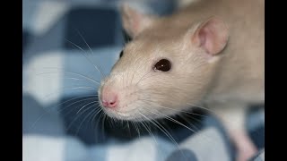 Wound Healing Potential of GTN in Wistar Rats [upl. by Ogir]