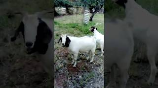 Goat funny mating noises [upl. by Initirb]