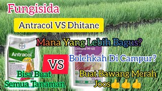 Fungisida Antracol VS Dhitane Mana Yang Lebih Hebat [upl. by Carlen879]