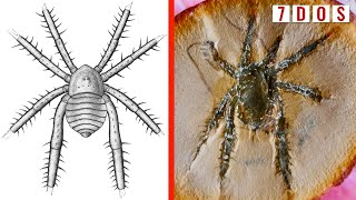 308 MillionYearOld Arachnid With Spiked Legs Found in Illinois  7 Days of Science [upl. by Annalise834]