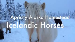 Morgans Icelandic Horses Raising horses offgrid in Roadless Bush Alaska [upl. by Kalikow]