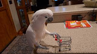 A Cockatoo Goes Shopping 🛍 [upl. by Aicina]