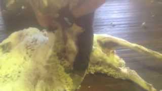 Shearing Outback Queensland [upl. by Reagan]