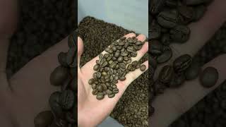 Coffee roasting Probatino ☕️ coffee barista cappuccino shortvideo baristaeshor310 shorts [upl. by Dnalor]