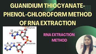 Guanidium thiocyanate PhenolChloroform method of RNA Extraction [upl. by Maurie]