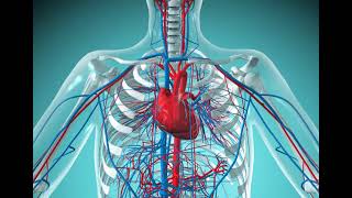 4 CVS Cardiovascular system Revision شرح بالعربي [upl. by Elocon485]