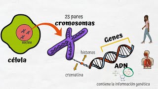 ADN Cromosomas y Genes [upl. by Stanhope]