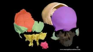 Cranial motion colored bones 21 sec movie [upl. by Varhol]