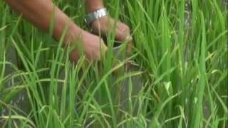 Alternate wetting and drying AWDusing less water to grow rice [upl. by Ahselet]