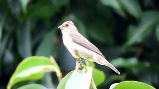 Bigodinho pardinho dando show na Natureza [upl. by Areis959]