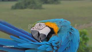 Il pappagallo ara ararauna si prende cura del piumaggio 🦜😍❤️ [upl. by Irena]