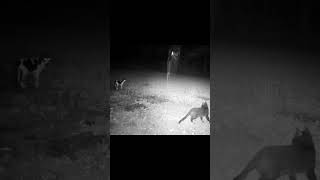 CAT STARE DOWN wildlife trailcam animals nature outdoors cat cats catvideos spider cute [upl. by Moreen]