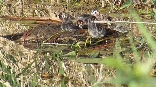 Baby Piedbilled Grebe family time [upl. by Clorinde863]