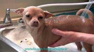 Dog loves getting a bath  Cutest chihuahua ever Tommy [upl. by Gallard432]