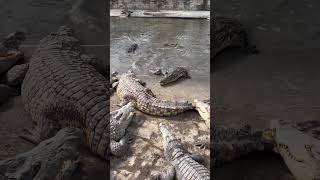 Feeding Crocodiles with Crocodile Leg [upl. by Materi]