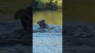 Hippos Fighting krugernationalpark animalfightsinthewild hippopotamus [upl. by Garnett]