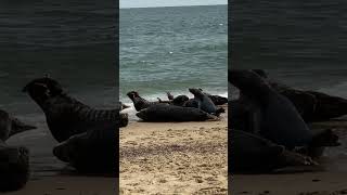 🇬🇧Blakeney 🇬🇧 uk sealife england [upl. by Zaob]