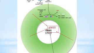 Lec3 carbohydrat TCA part1 [upl. by Mount]