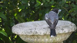 Grey Butcherbird Hervey Bay Qld [upl. by Onek3]