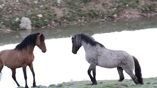 Two Stallions fighting Stock Footage [upl. by Bonis]