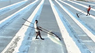 Awesome Way They Process Tons of Sea Salt in Open Air Field [upl. by Adnauqaj]