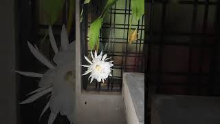 night blooming cereus [upl. by Berte349]