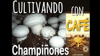 Huerto urbano cultivando champiñones en posos de café Experimento ¿Funcionará tus propios champis [upl. by Gav]