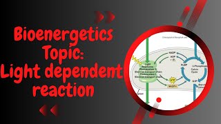 Light dependent reaction l photosynthesis l Bioenergetics l XI biology [upl. by Lerrej]