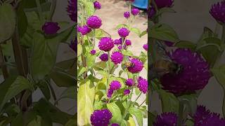 💜 బొగడ బంతి bogada banti flowers garden flowers love [upl. by Ahsiloc]